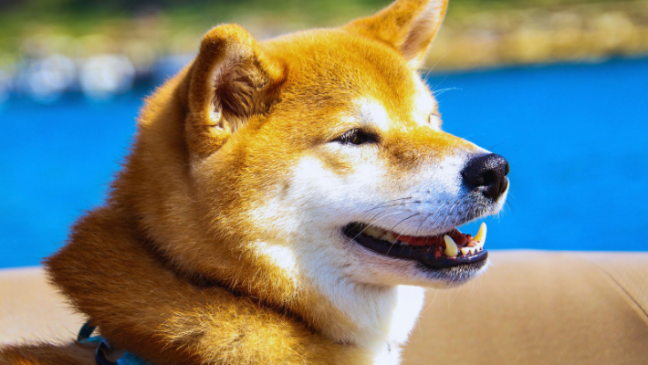 herdenken op dierendag